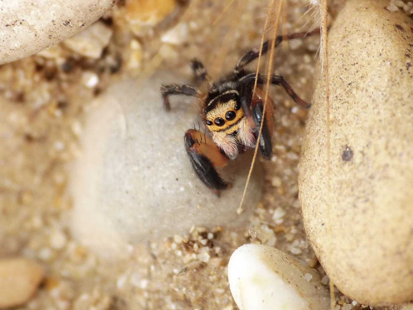 Salticidae zampe massicce: Euophrys sulphurea - Tolfa (RM)